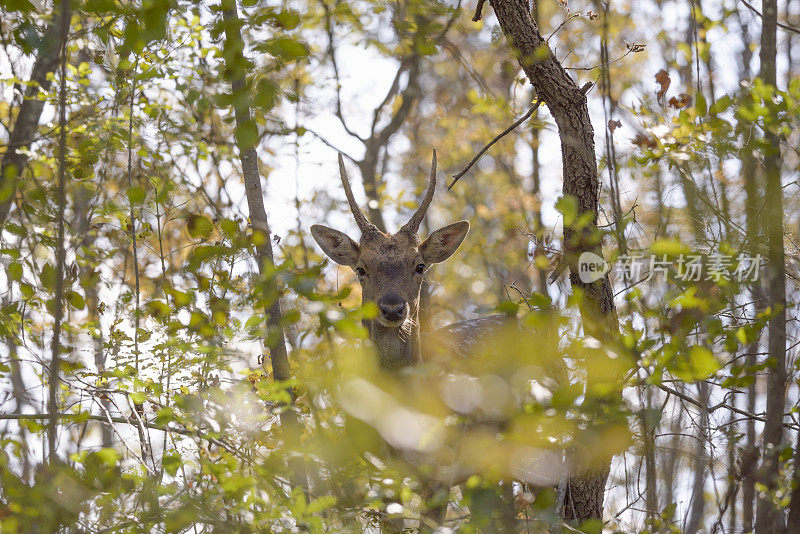 林地中的休闲鹿