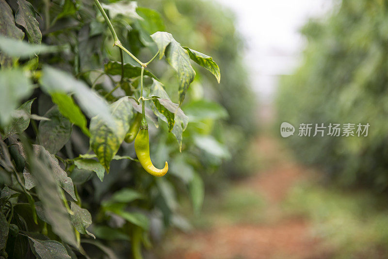 温室里绿色辣椒的特写镜头