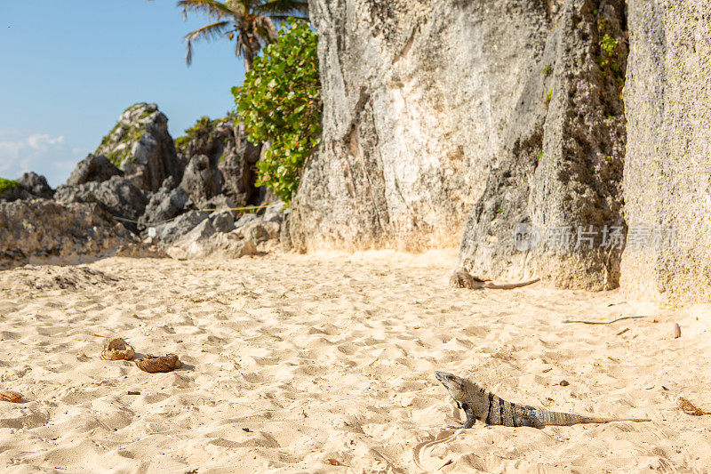 墨西哥海滩上的鬣蜥