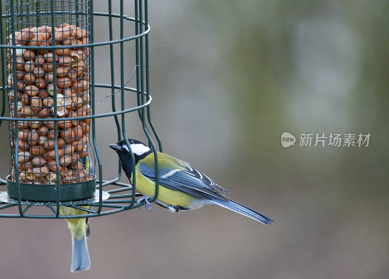 2019年大山雀和蓝山雀在喂鸟器上。