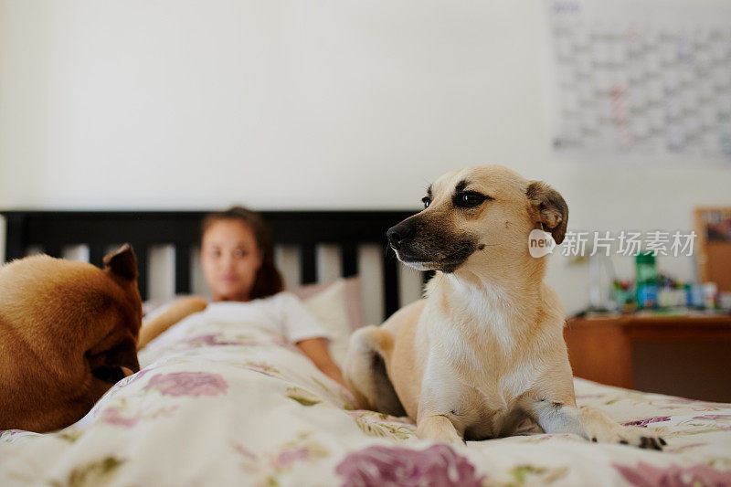 没有什么比你床上的狗更能说明家庭幸福了