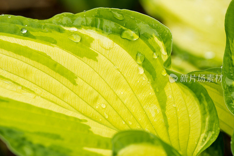 年轻的叶玉簪属草本植物。雨中植物的叶子