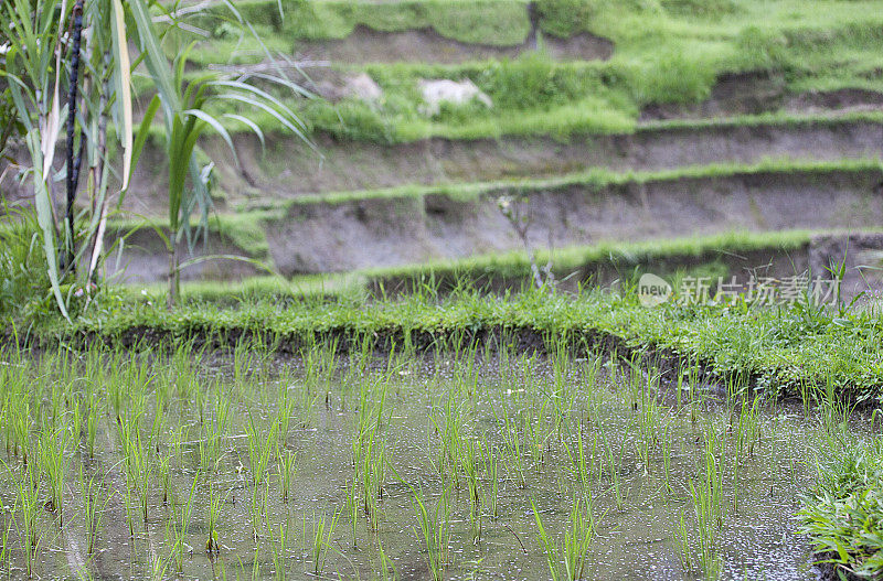 水里的水稻植株特写