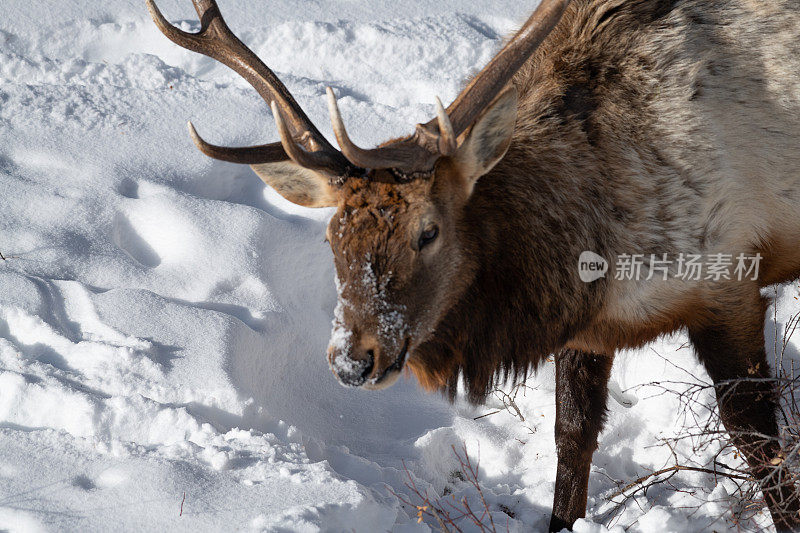 黄石公园里的公麋鹿，面对镜头，在零下的积雪下寻找草