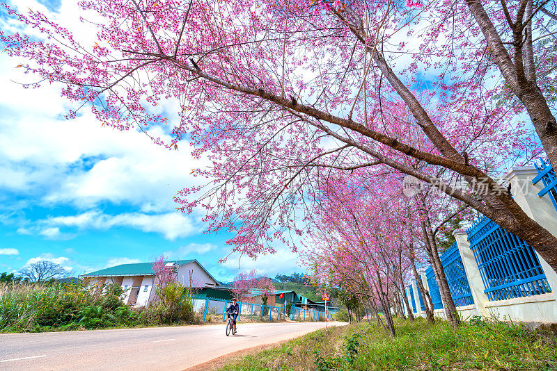 小学生早上骑着自行车去上学，路上的前景是樱花
