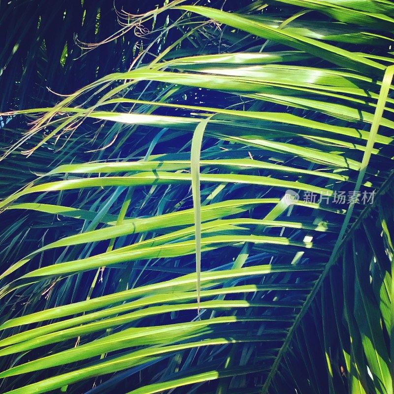 迈阿密海滩棕榈树叶细节
