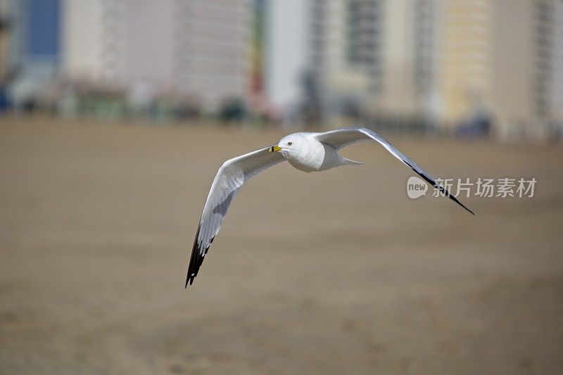 海鸥