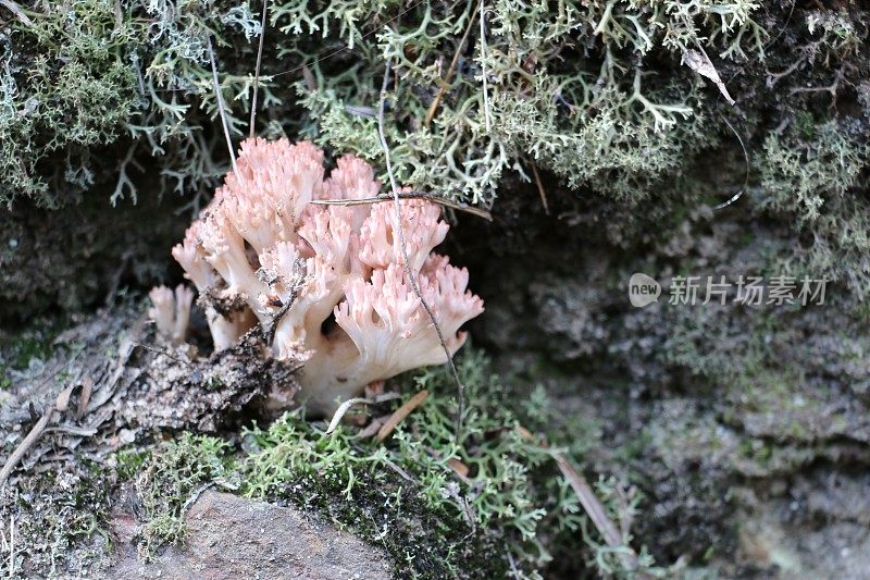 苔藓和泥土中的珊瑚真菌