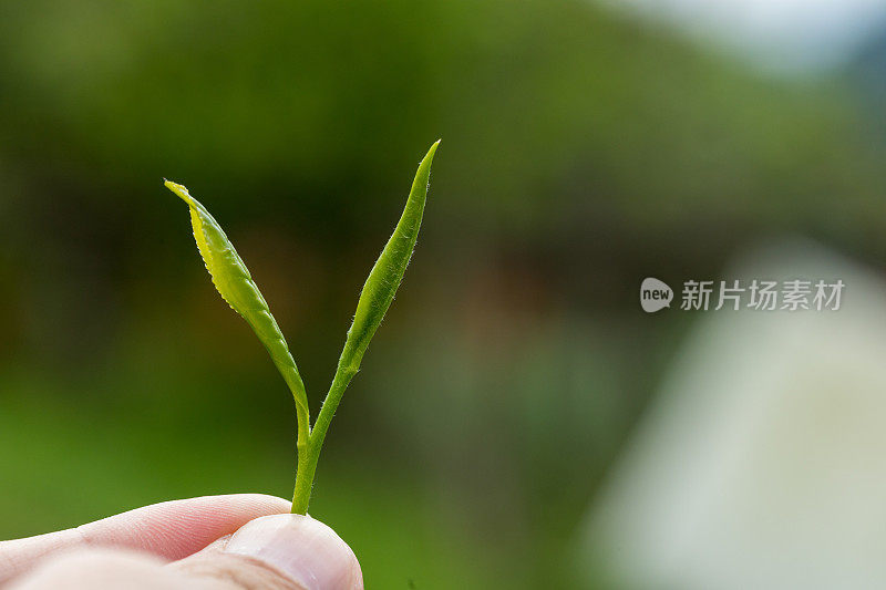 绿茶树在春天