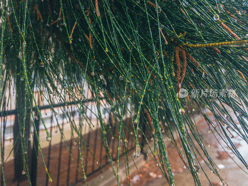 华丽的松树树叶和雨滴。