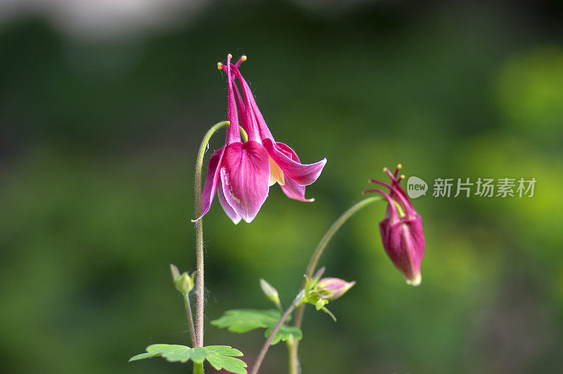 白沉香属开花植物，红白黄花，多年生观赏草本，花盛开