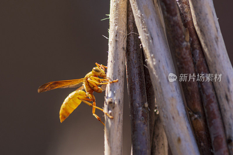 阿帕奇黄蜂咬木杆为它的巢收集纤维