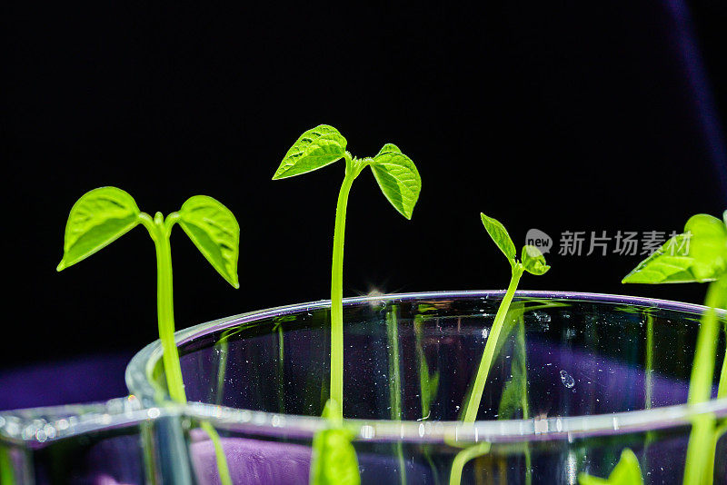 绿芽。植物播种和生长的步骤。绿色豆芽。花瓶内的绿叶植物