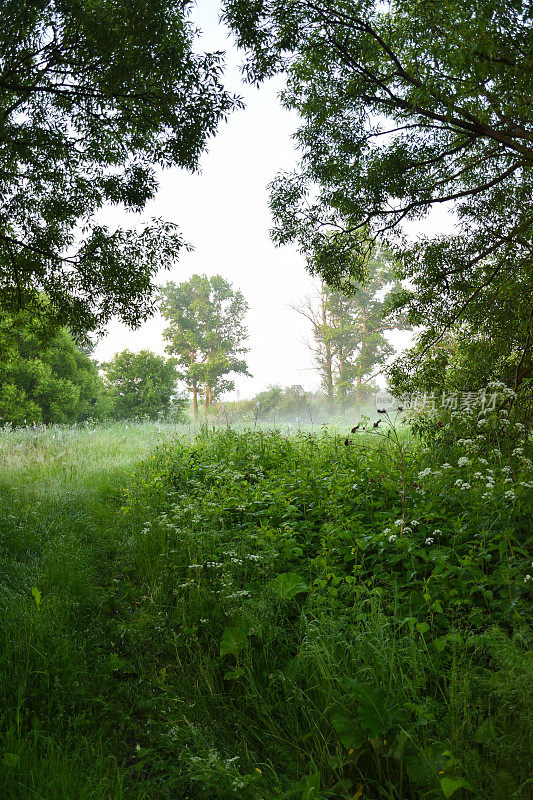 晨雾弥漫在森林里，绿色的晨雾弥漫在森林里