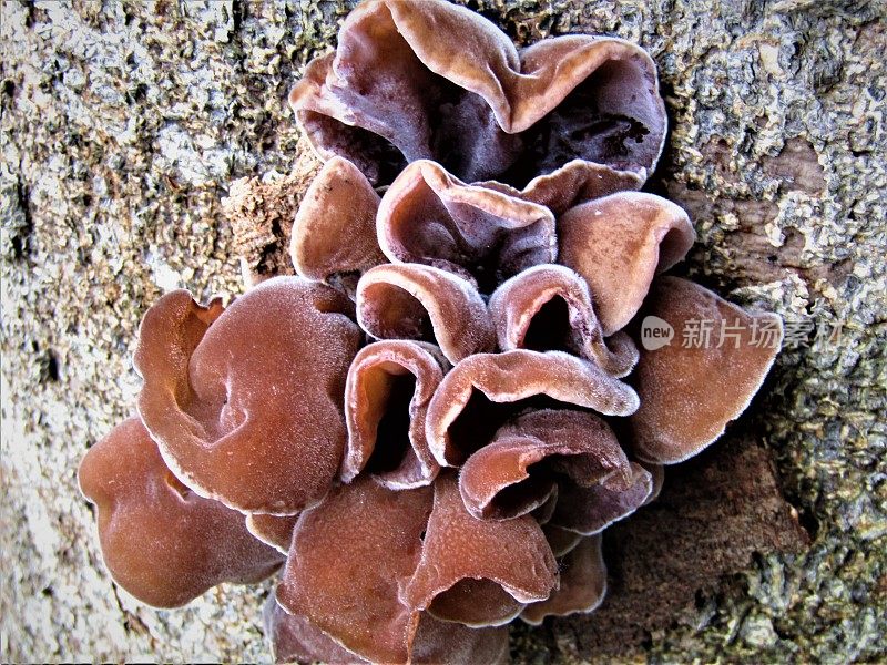 日本。6月。树上这些美丽的蘑菇看起来像花。
