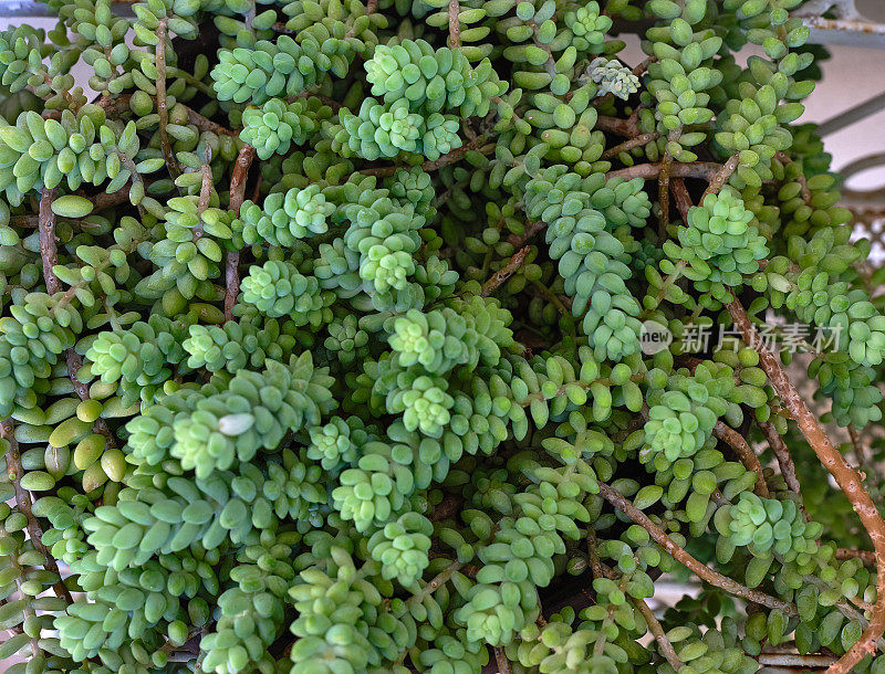 背景是多汁的脂肪植物