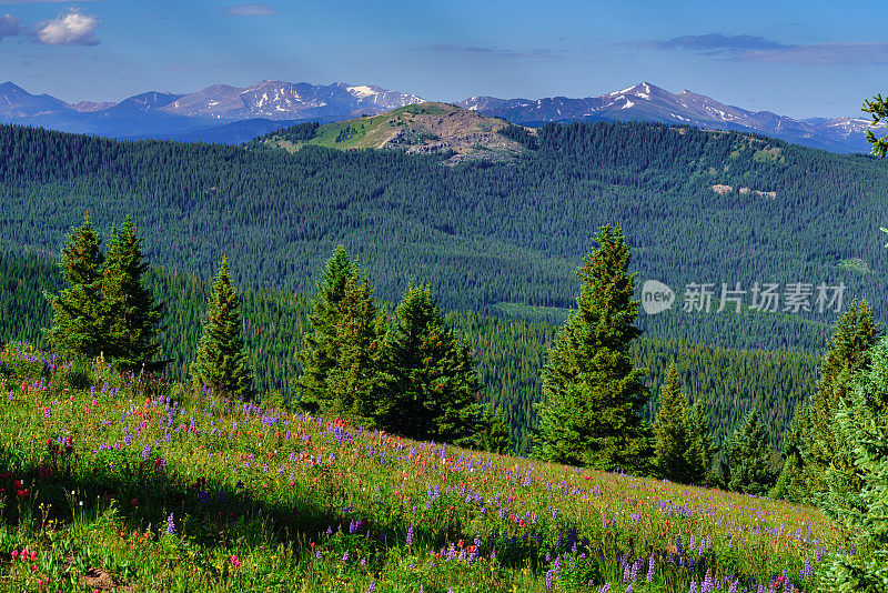 科罗拉多州的印第安画笔山野花