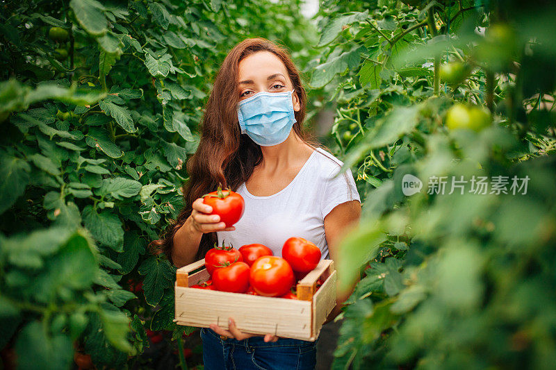 在温室里摘西红柿的女人