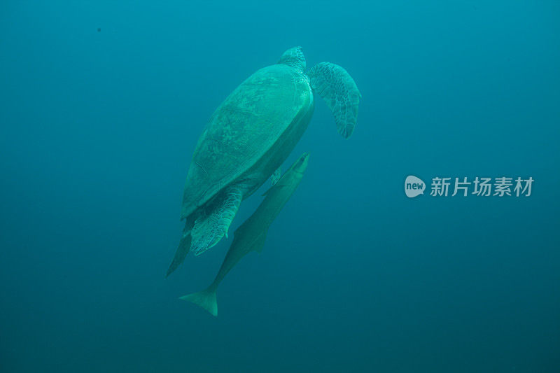 绿海龟和玳瑁海龟的水下照片