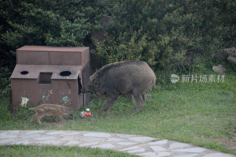 香港大帽山，野猪袭击垃圾桶
