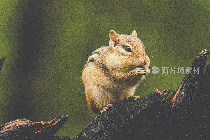 岩石上的松鼠特写镜头