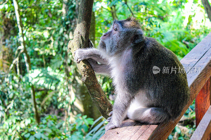 印度尼西亚乌布的猴子森林