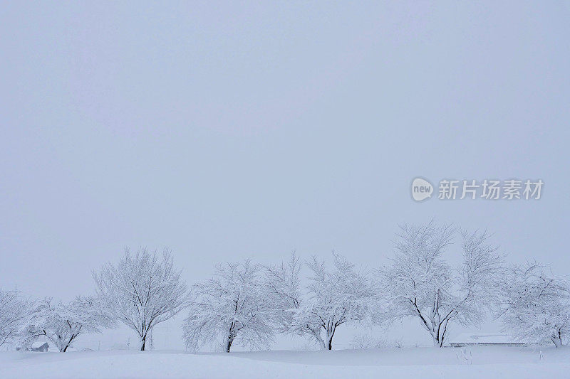 树被大雪覆盖