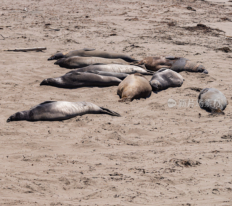 暑假在加利福尼亚:象海豹在太平洋海岸和大苏尔
