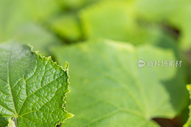 在花园里生长的黄瓜植物的特写