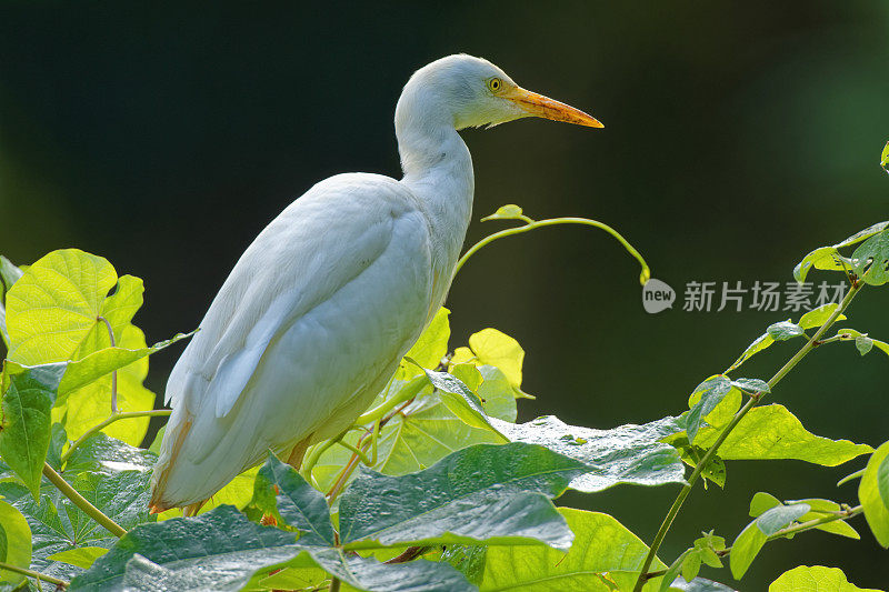 夏威夷考艾岛