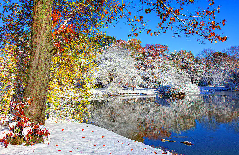 波士顿芙蓉湖上的秋雪