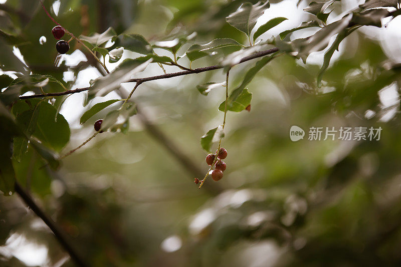 红色浆果和雨滴