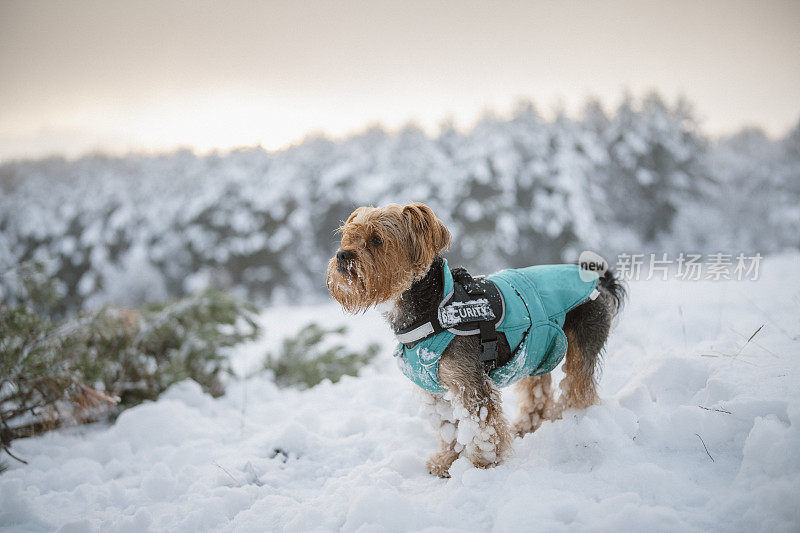 雪中的约克郡犬。