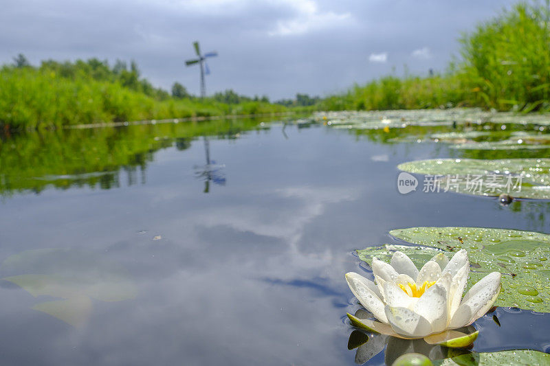 在Overijssel的Weerribben-Wieden自然保护区的水仙花运河