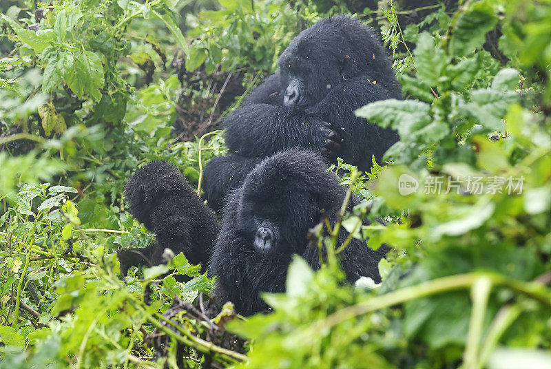 在雨中的山地大猩猩，卢旺达