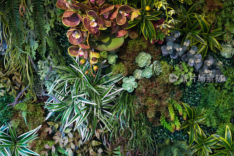 室内墙壁用人工植物和兰花装饰