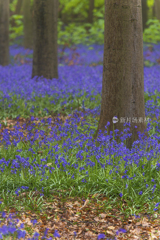 春天的森林景观，风信子花生长在山毛榉树的森林地面