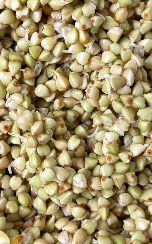绿荞麦的幼芽。每一粒荞麦都是抗氧化剂的天然来源，当发芽时，谷物的抗氧化能力会增加。