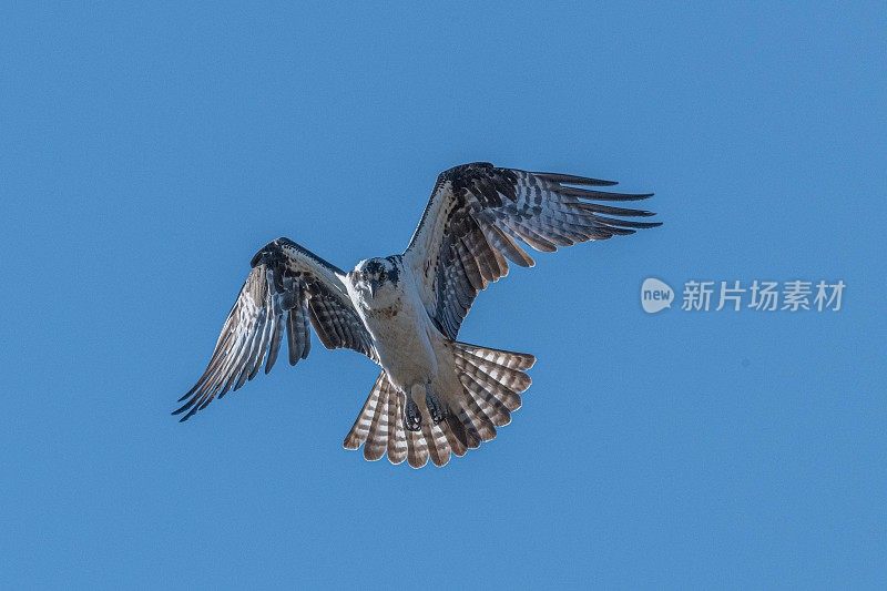 鹗飞过俄勒冈州的德舒特河