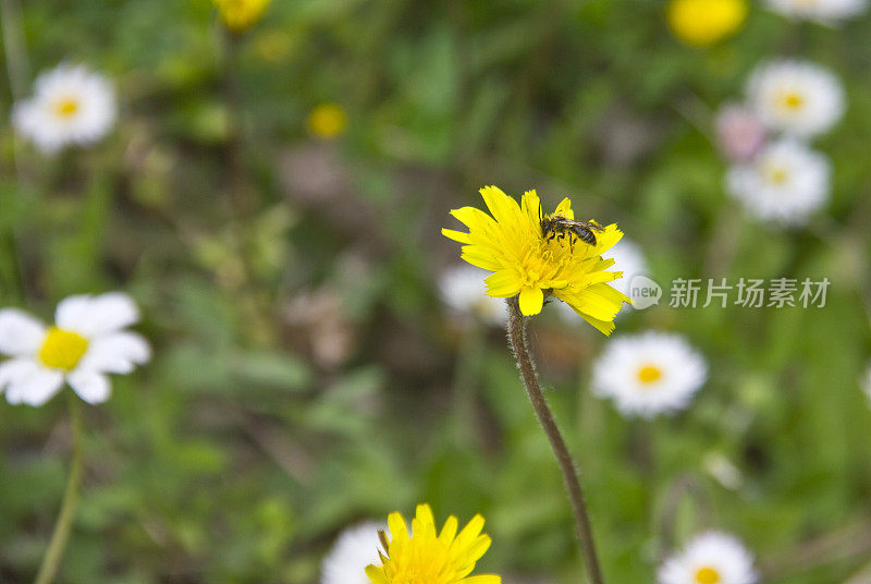 大黄蜂在黄雏菊上