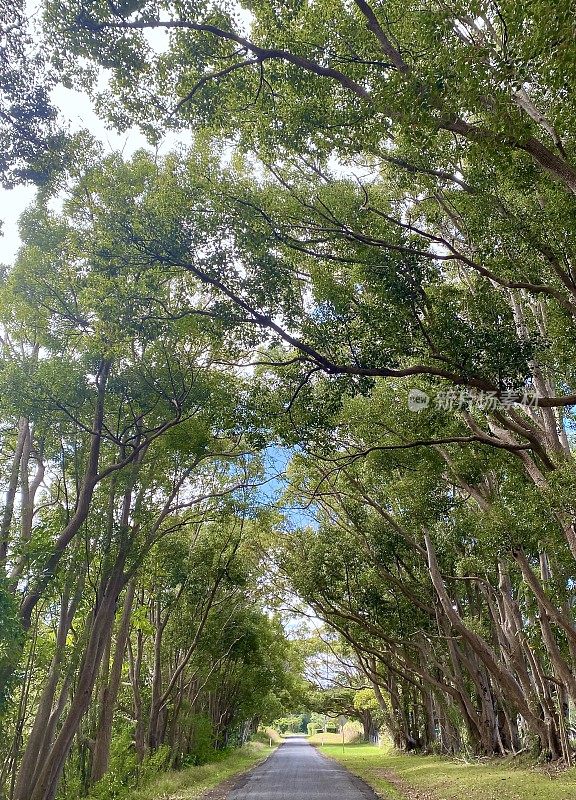 无花果树林荫的乡村道路