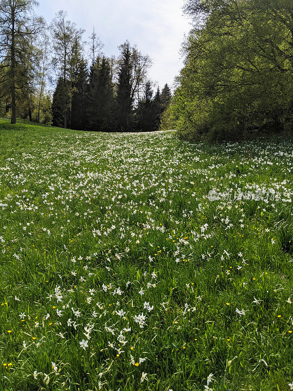 在瑞士日内瓦湖上的佩勒兰山顶上的草地上的花，望向森林景观