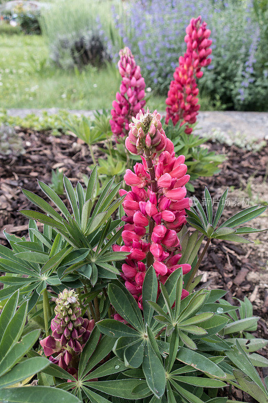 五月花园里盛开着粉红色的Lupins