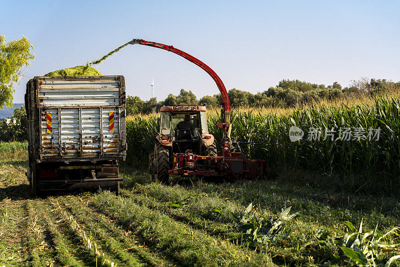 玉米的机械收获。玉米提取糖浆的收获。玉米青贮饲料。