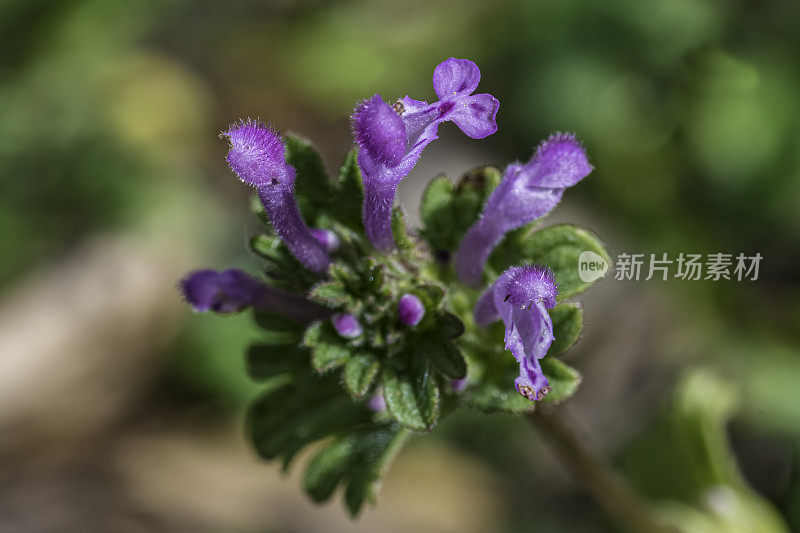 amplexicaule，俗称普通荨麻，或大荨麻或死荨麻是一种原产于欧洲，亚洲和北非的荨麻。甜面包岭州立公园;加州索诺玛县的马亚卡玛斯山脉。唇形科。