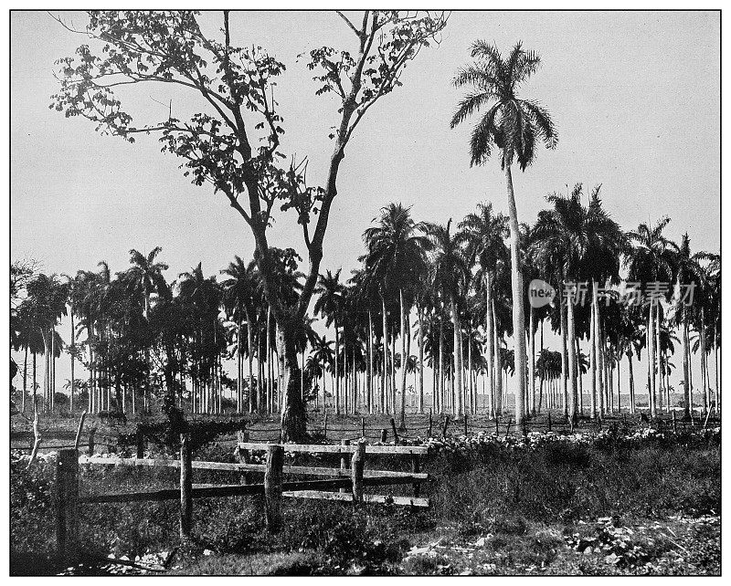 古董黑白照片:椰子和枣椰树，比那尔del里约热内卢，古巴