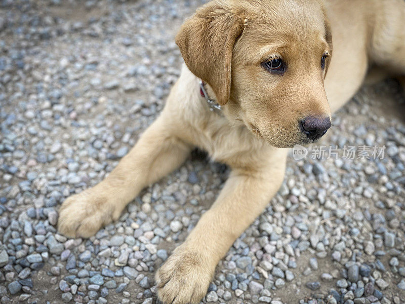 拉布拉多寻回犬