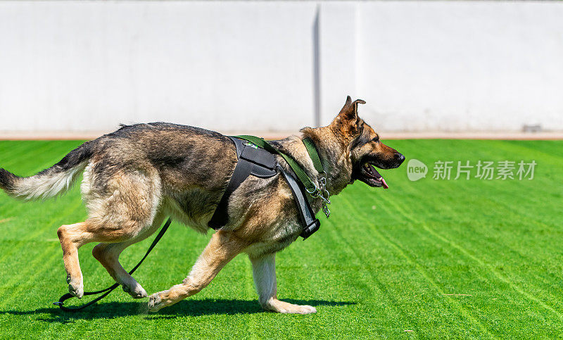 运行的德国牧羊犬