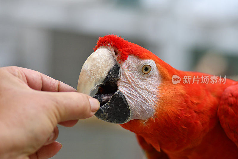 红金刚鹦鹉喂食