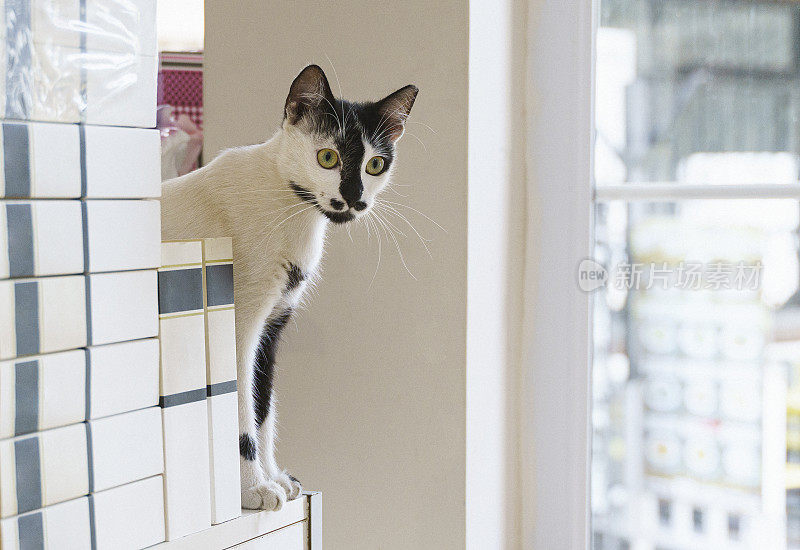 一只可爱的纯种猫在客厅的书架上玩耍的特写